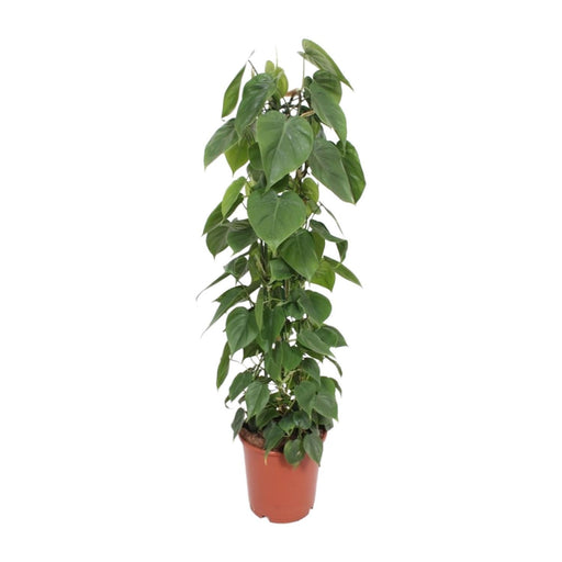 philodendron-scandens-o24cm-↕120cm