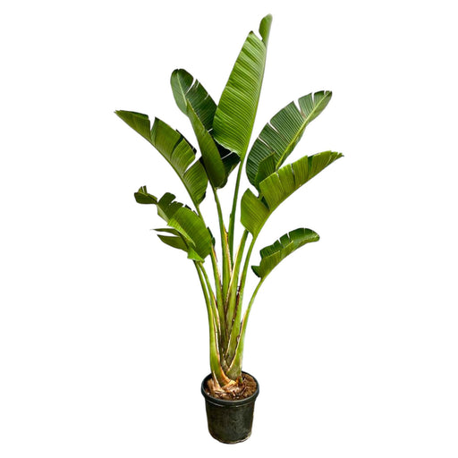 strelitzia-augusta-250cm-45