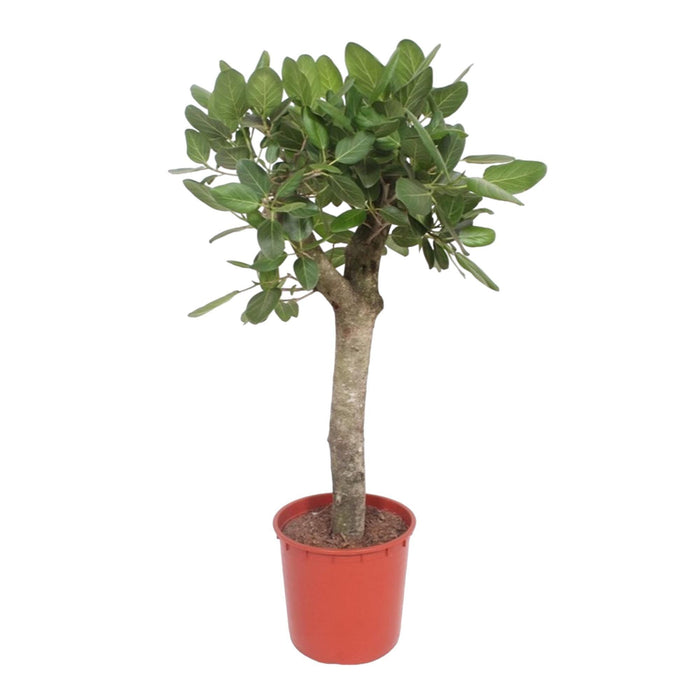 ficus-benghalensis-boom-150-cm-o34