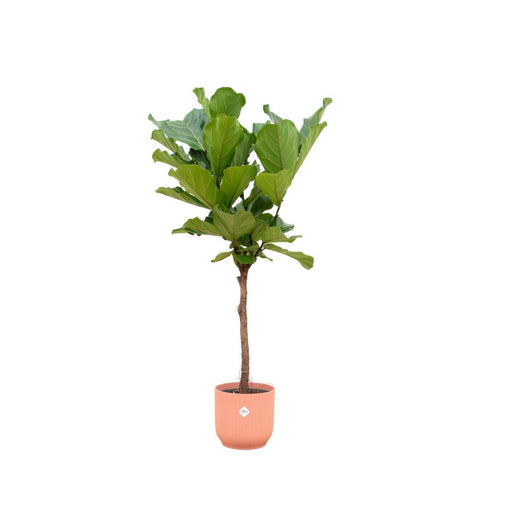 combi-deal-ficus-lyrata-op-stam-inclusief-elho-vibes-fold-round-roze-o30-170-cm