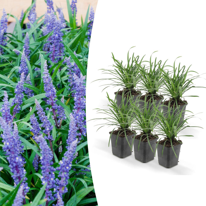 6x-liriope-muscari-big-blue-↕10-25cm-o9cm