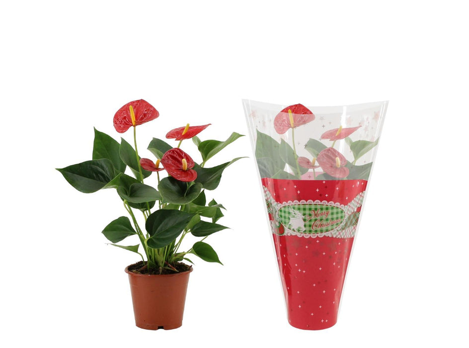 anthurium-success-red-in-christmas-sleeve-o12cm-↕36cm