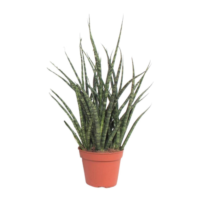 sansevieria-fernwood-punk-o12cm-↕30cm