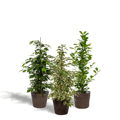 ficus-benjamina-danielle-95cm-o21cm-ficus-benjamina-twilight-95cm-o21cm-ficus-microcarpa-moclame-95cm-o21cm-incl-mand-igmar