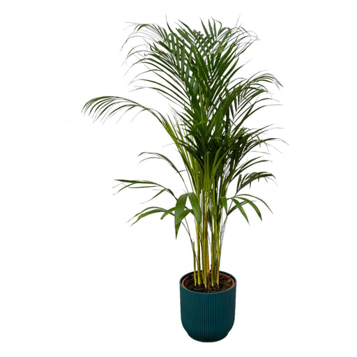 areca-palm-110cm-o21cm-inclusief-elho-vibes-fold-round-blauw-d22xh20