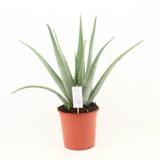 aloe-vera-p24-o24cm-↕70cm