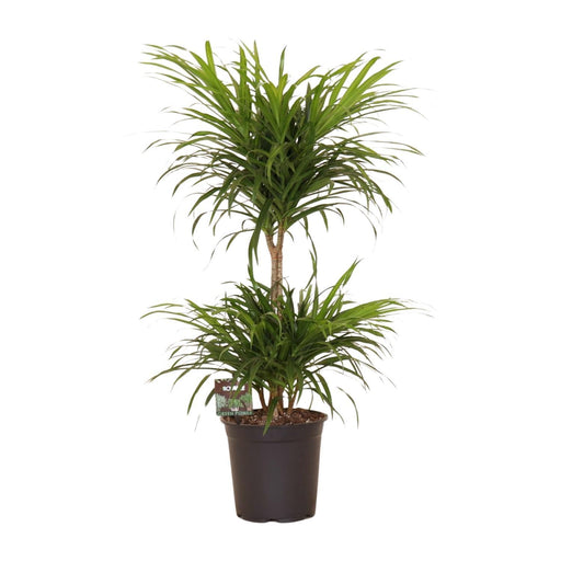 dracaena-refl-anita-variegata-o21cm-↕80cm