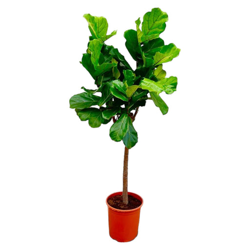 ficus-lyrata-boom-160-cm-o30