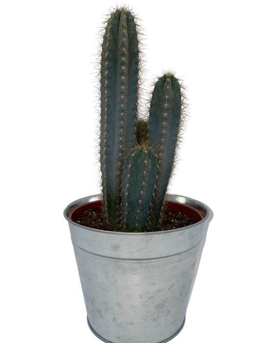 cactus-pilosocereus-azerues-↕30-40cm-zinc-o18-cm