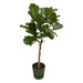 ficus-lyrata-stam-inclusief-elho-greenville-round-groen-160-cm-o30