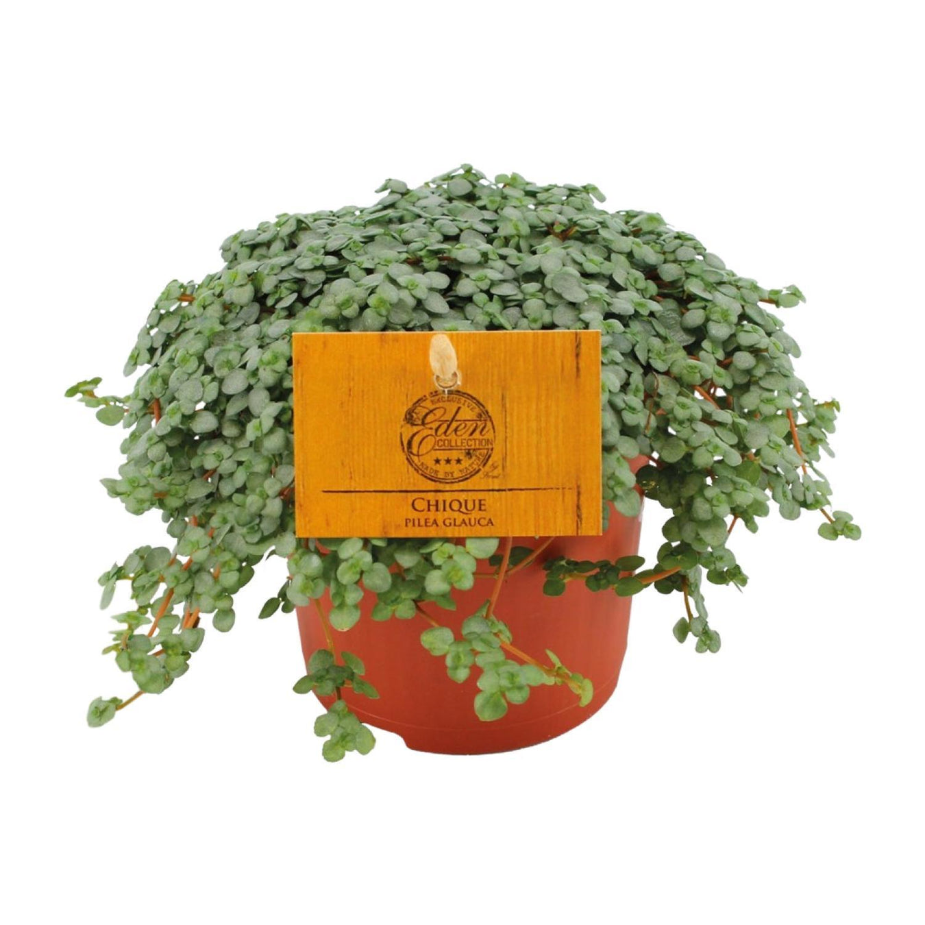 Pannekoekplant - Pilea