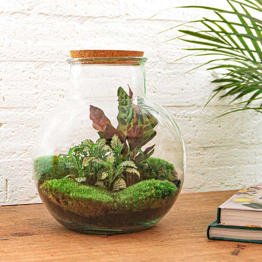 diy-terrarium-teddy-↕-26-5-cm-normal