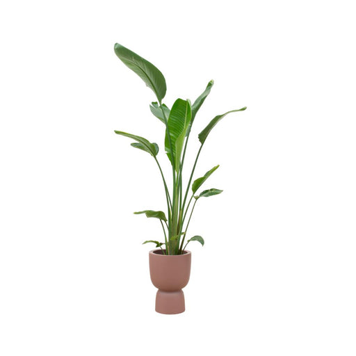 combi-deal-strelitzia-augusta-multi-stam-inclusief-elho-pure-coupe-bruin-o35-210-cm