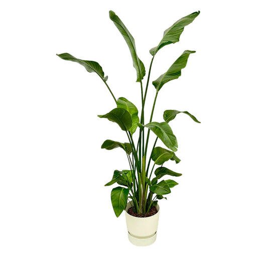 strelitzia-nicolai-inclusief-elho-greenville-round-wit-180-cm-o30