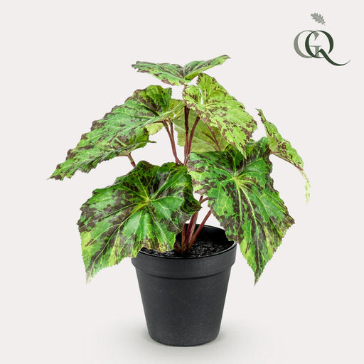 kunstplant-begonia-rex-bladbegonia-25-cm