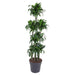 dracaena-dorado-carrousel-170-cm-o34