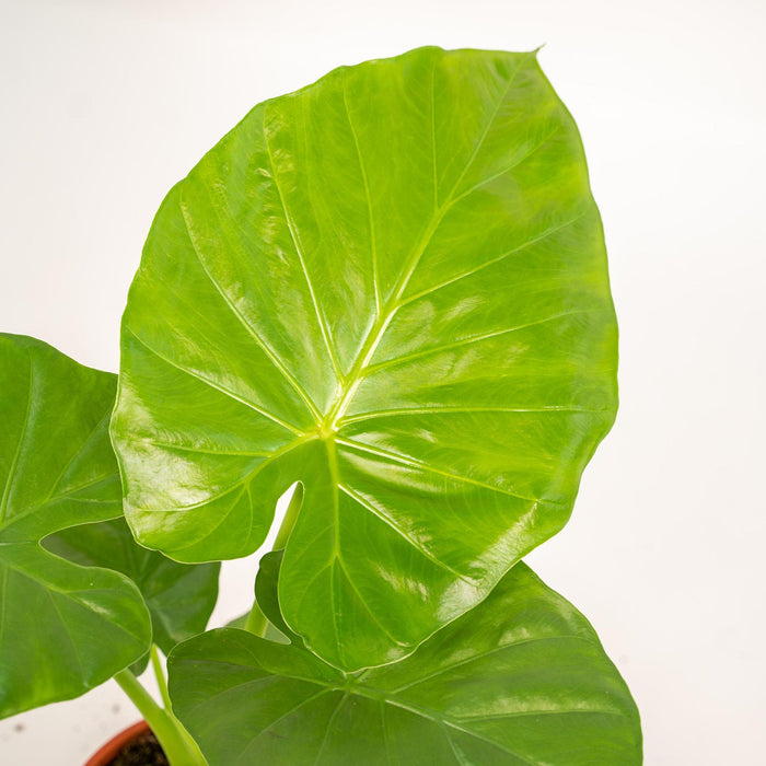 alocasia-macrorrhiza-70cm-o19cm-pot-mayk-gold