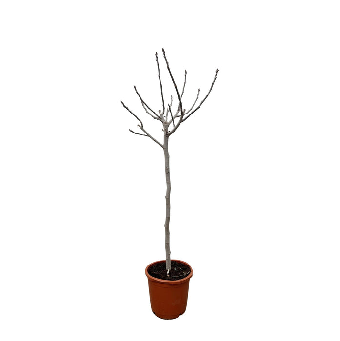 ficus-carica-op-stam-180-cm-o30