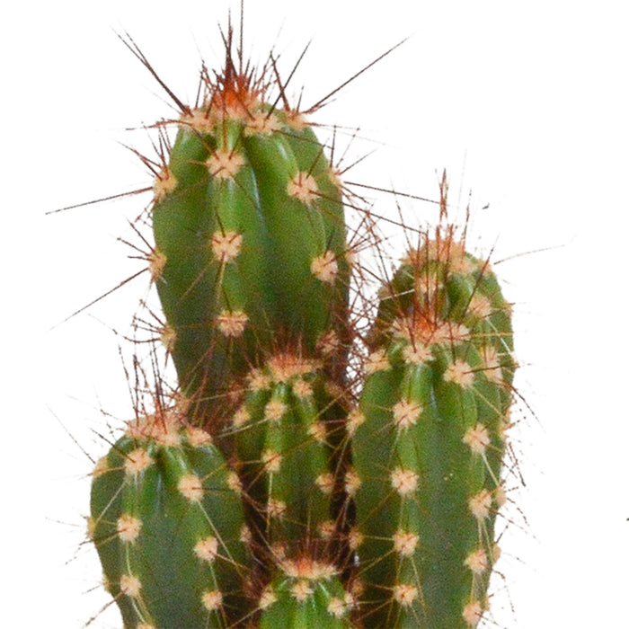 cactus-mix-5-5-cm-5x-zonder-pot