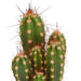 cactus-mix-5-5-cm-5x-zonder-pot