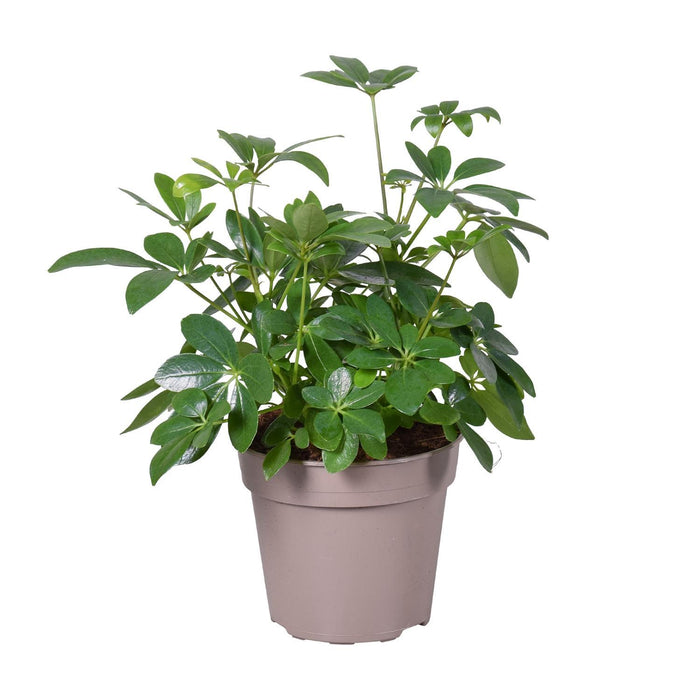 schefflera-arboricola-o15cm-↕45cm