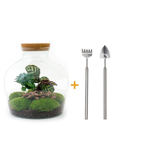 diy-terrarium-fat-joe-coffea-↕-30-cm-rake-shovel