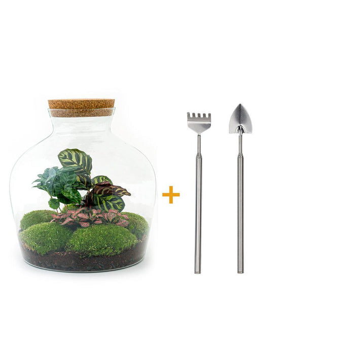 diy-terrarium-fat-joe-coffea-↕-30-cm-rake-shovel