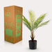 kunstplant-chamaedorea-bergpalm-50-cm