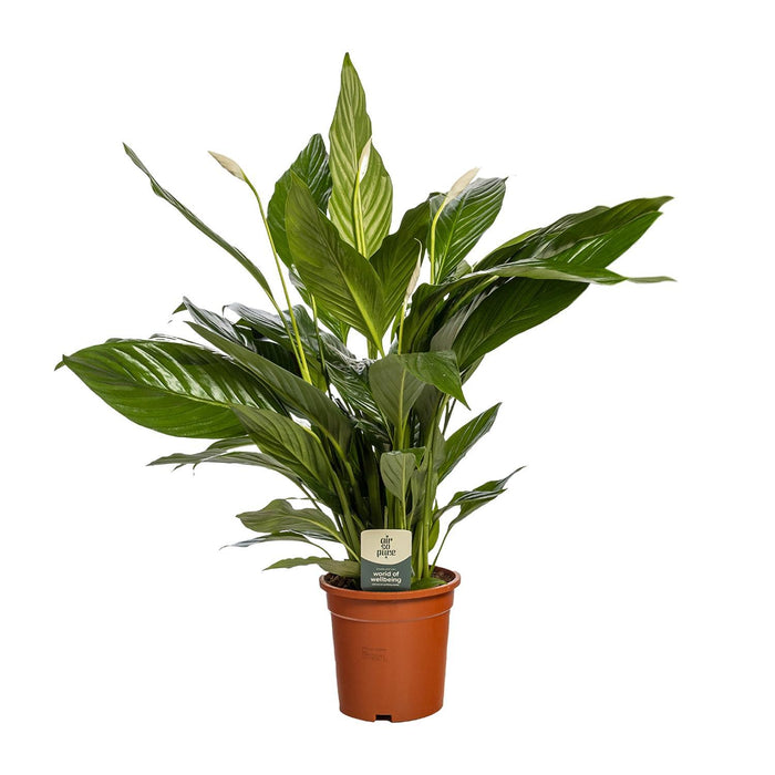 spathiphyllum-bingo-cupido-o19-80cm