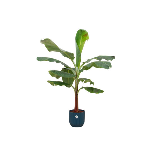 combi-deal-bananenplant-musa-inclusief-elho-vibes-fold-round-blauw-o22-120-cm