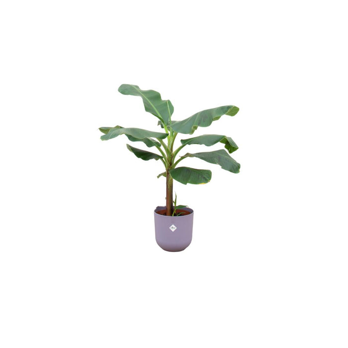 combi-deal-bananenplant-musa-inclusief-elho-jazz-round-lila-o23-120-cm