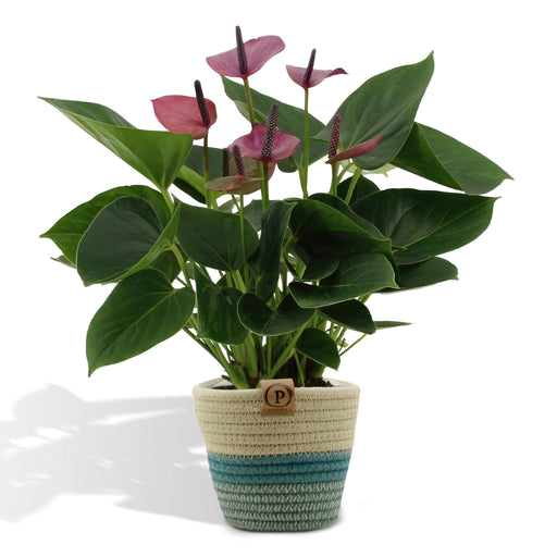 anthurium-andreanum-baby-purple-incl-pure-mand-45cm-o12