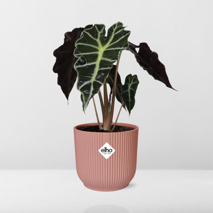 alocasia-polly-in-elho-vibes-fold-14cm-roze