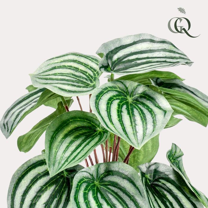 kunstplant-peperomia-argyreia-watermelon-25-cm