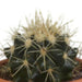 cactus-mix-5-5-cm-5x-in-terracotta-pot