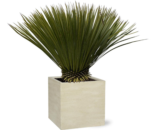 yucca-rostrata-90cm-o30