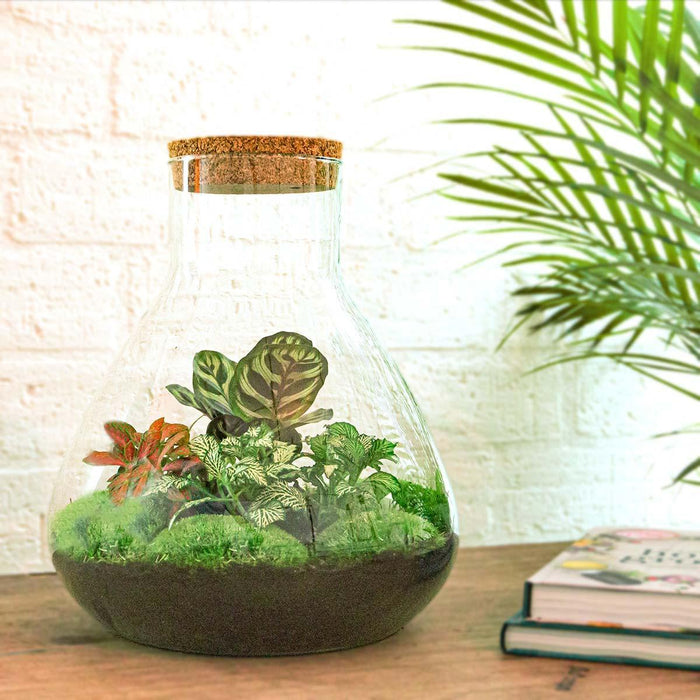 diy-terrarium-sam-xl-rood-↕-35-cm-normal