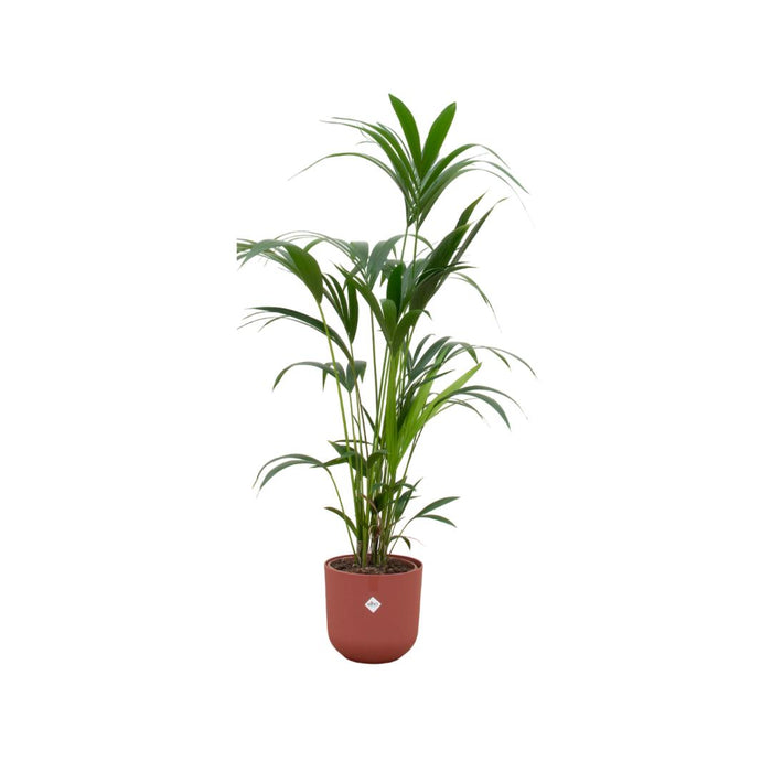 combi-deal-kentia-palm-inclusief-elho-jazz-round-rood-o26-160-cm