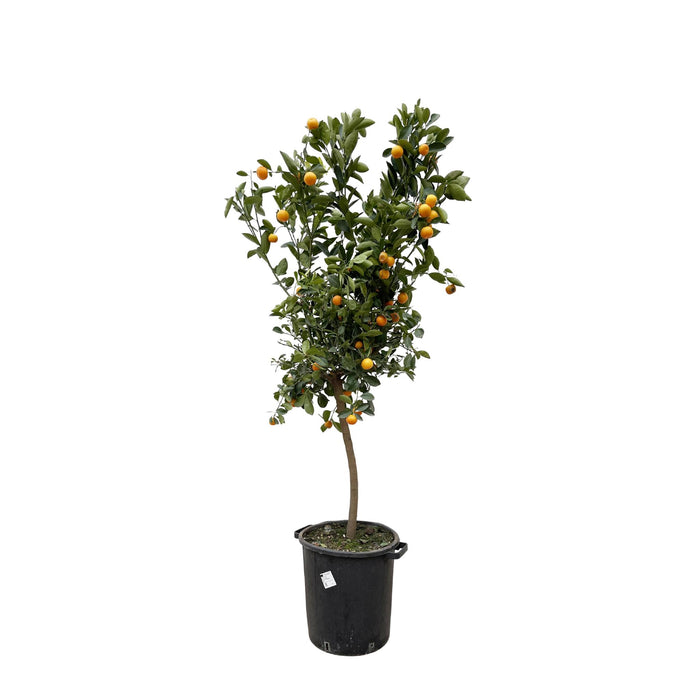 citrus-calamondin-200-cm-o40