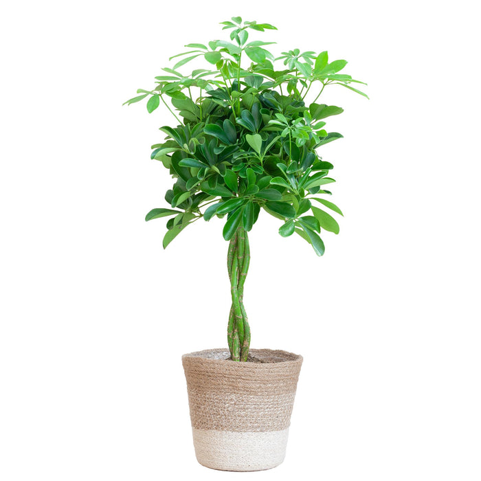 schefflera-arab-nora-met-mand-lissabon-wit