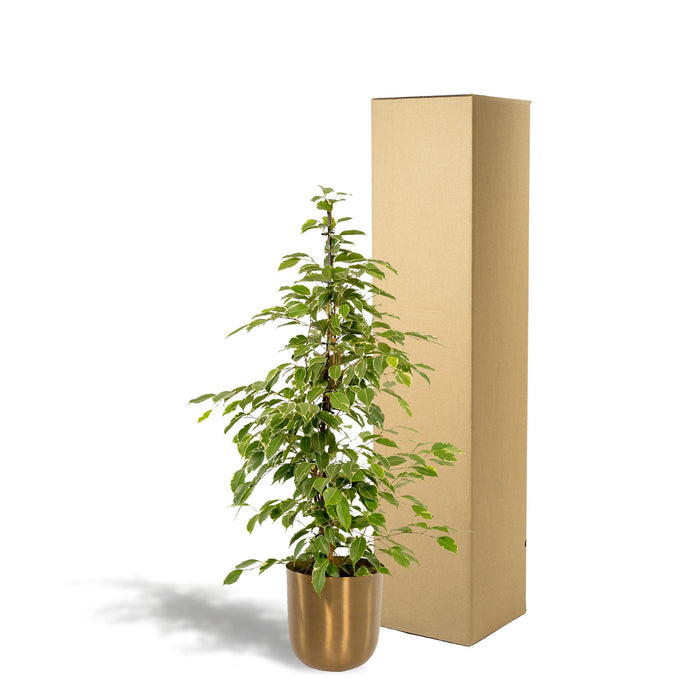 ficus-benjamina-goldenking-95cm-o21cm-pot-mayk-gold