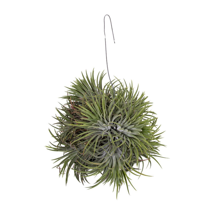 tillandsia-ionantha-abdita-o15cm-↕20cm