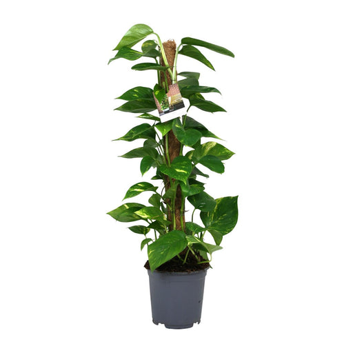 scindapsus-epipremnum-o19cm-↕80cm