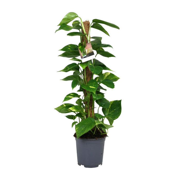 scindapsus-epipremnum-o19cm-↕80cm