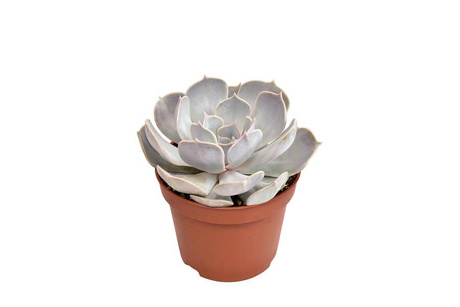 echeveria-lilacina-o10-5cm-↕15cm