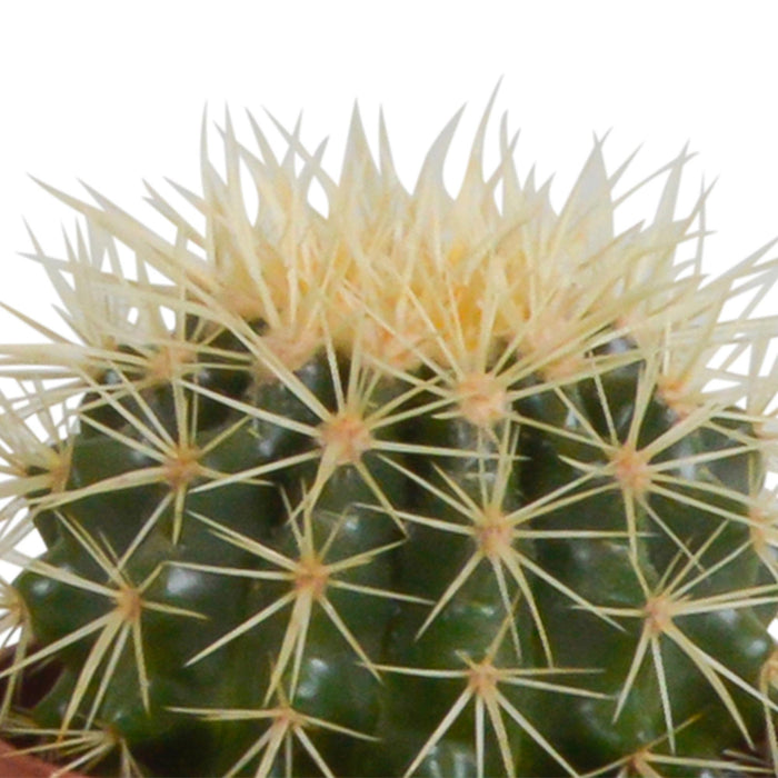 cactus-mix-10-5-cm-3x-in-witte-pot