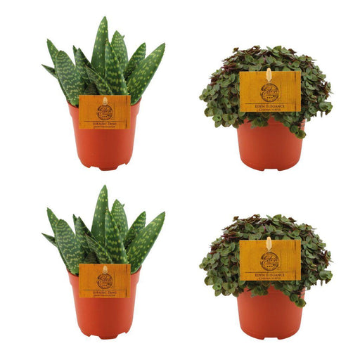 2x-aloe-paradisicum-2x-callisia-turtle-4-stuks-o10-5cm-↕10cm