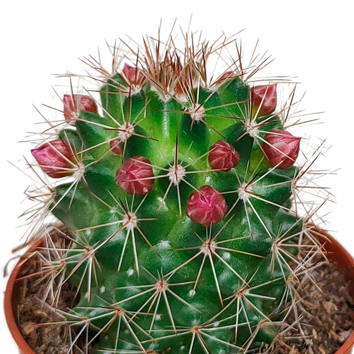 cactus-mix-5-5-cm-zonder-pot-bloeiend-5x