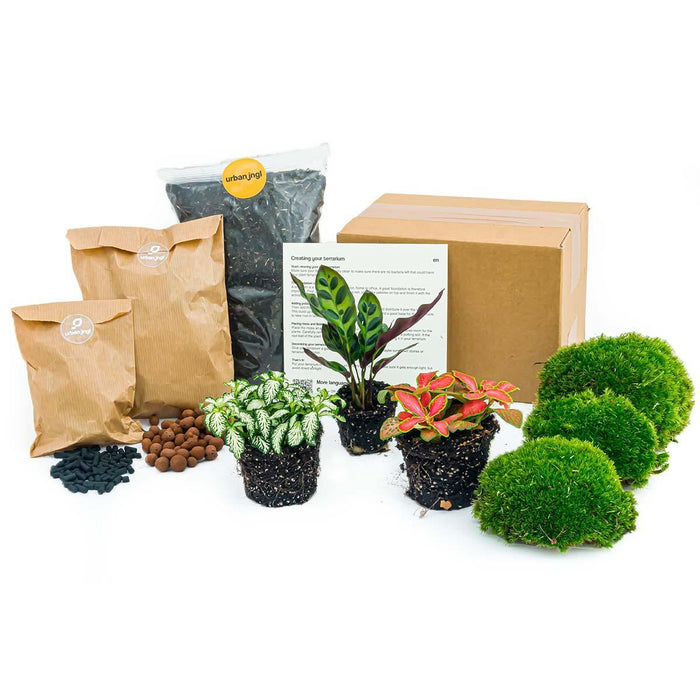 planten-terrarium-pakket-diy-calathea-makoyana-navulling-startpakket-package-1