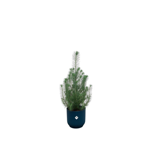 combi-deal-pinus-pinea-inclusief-elho-vibes-fold-round-blauw-o18-50-cm